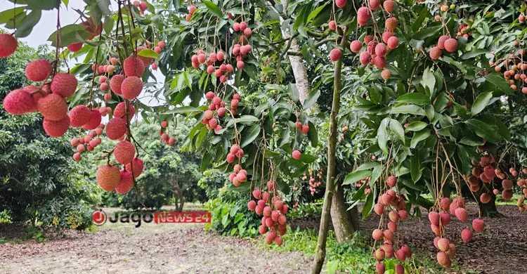 ঈশ্বরদীতে প্রতিবছর নষ্ট হয় ২২৫ কোটি টাকার লিচু
