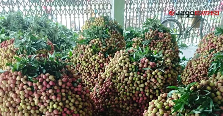ঈশ্বরদীতে প্রতিবছর নষ্ট হয় ২২৫ কোটি টাকার লিচু