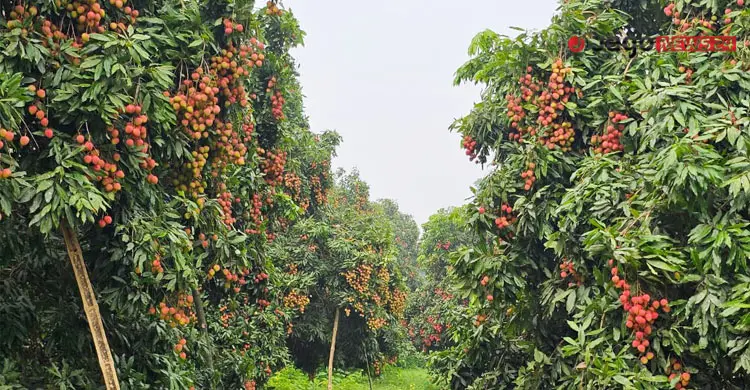 ঈশ্বরদীতে প্রতিবছর নষ্ট হয় ২২৫ কোটি টাকার লিচু