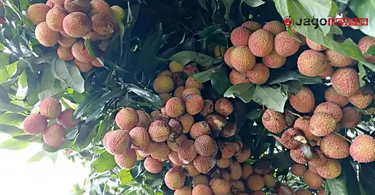 ঈশ্বরদীতে প্রতিবছর নষ্ট হয় ২২৫ কোটি টাকার লিচু