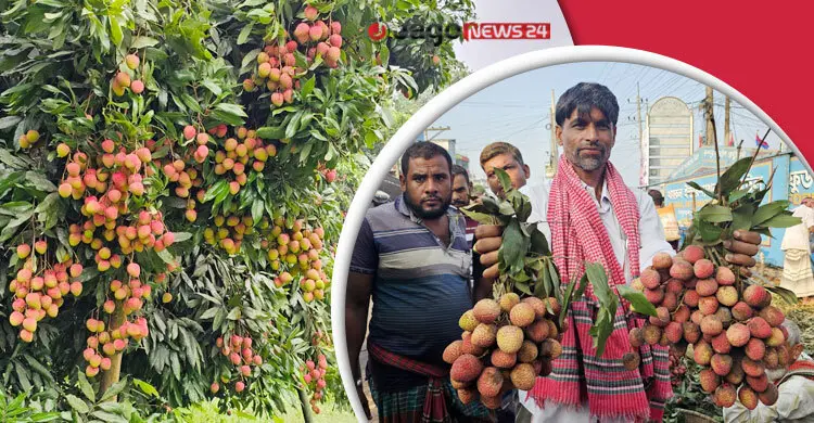 ঈশ্বরদীতে প্রতিবছর নষ্ট হয় ২২৫ কোটি টাকার লিচু