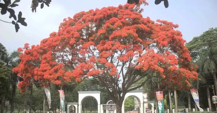 এআই ব্যবহারসহ নানা অনিয়মে ইবির ১০ গবেষণাপত্র প্রত্যাহার