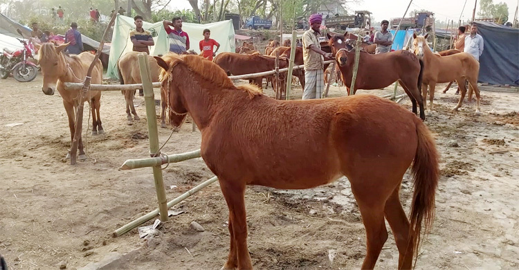 জমে উঠেছে ৫০০ বছরের পুরোনো ঘোড়ার মেলা