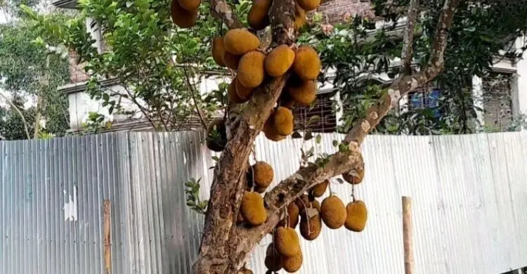 কাঁঠালের রাজ্য গাজীপুর: লাল মাটির মিষ্টি সুবাসে কোটি টাকার অর্থনীতি