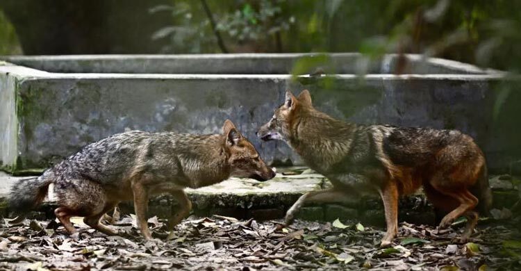 Dangerous encounter: Rising jackal attacks linked to shrinking habitats