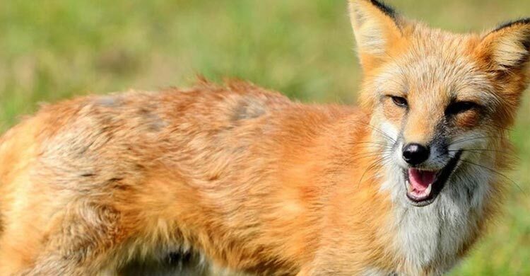 রাজশাহীতে একদিনে শিয়ালের কামড়ে আহত ৮