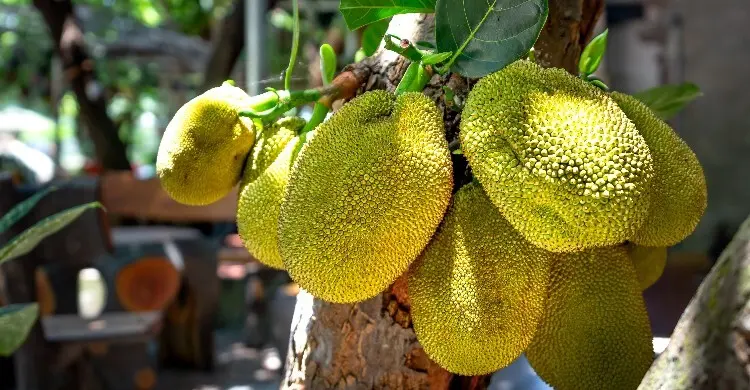 চীন কেন বাংলাদেশ থেকে কাঁঠাল নিতে চায়?