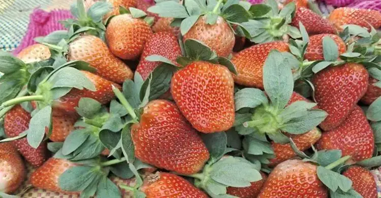 জ্বালানি সংকটে চরম বিপাকে স্ট্রবেরি চাষিরা