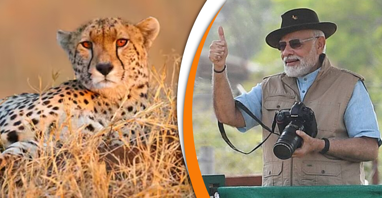 মোদীর স্বপ্নে মড়ক, একে একে মারা গেলো সাতটি চিতা