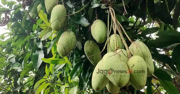 সরকারি গাছের ফল কুড়ালেও হবে জরিমানা-কারাদণ্ড!