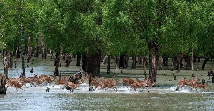 সাতক্ষীরা জেলাকে ‘এ’ ক্যাটাগরিতে উন্নীত করে প্রজ্ঞাপন