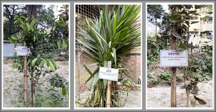 ঔষধি গাছে ভরপুর শেকৃবির মেডিসিনাল গার্ডেন