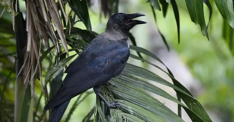 ভারতে এবার ছড়িয়ে পড়ছে বার্ড ফ্লু, সতর্কতা জারি