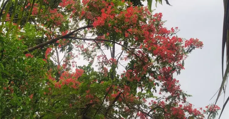 বৈশাখের বিকেলে এক পশলা বৃষ্টি, প্রাণের পরশ হাতিরঝিলে