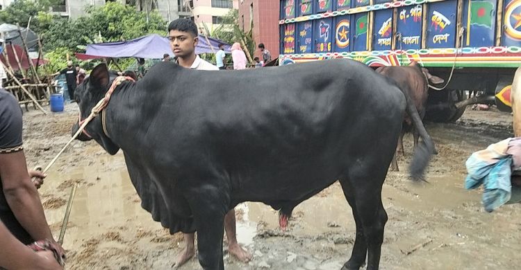 কাদাপানিতে মাখামাখি হাট, দরদামে মিলছে না ক্রেতা-বিক্রেতার