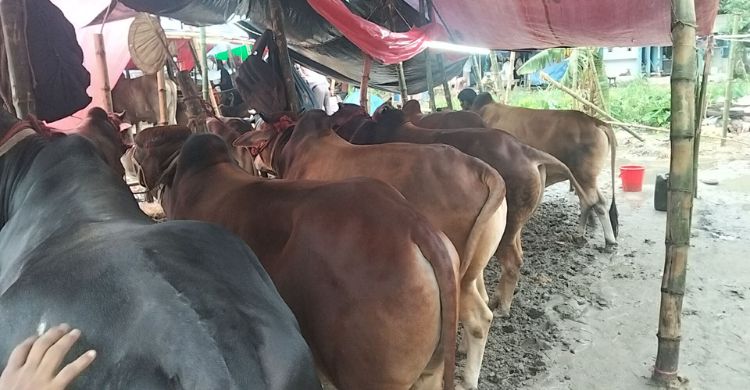 কাদাপানিতে মাখামাখি হাট, দরদামে মিলছে না ক্রেতা-বিক্রেতার