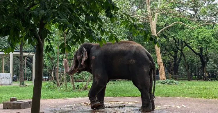 ছুটির দিনে চিড়িয়াখানায় উৎসবমুখর পরিবেশ