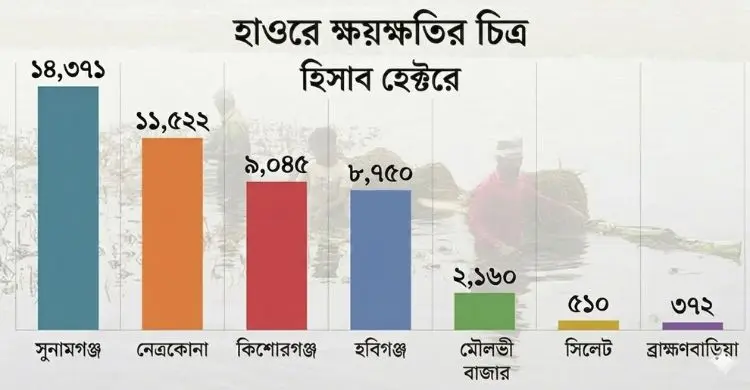 পানির নিচে অর্ধলক্ষ হেক্টর জমির ধান, উৎপাদন নিয়ে শঙ্কা