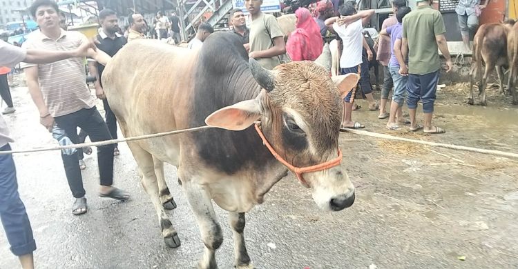 কাদাপানিতে মাখামাখি হাট, দরদামে মিলছে না ক্রেতা-বিক্রেতার