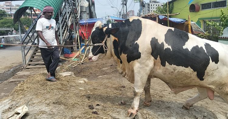 হাট থেকে গরু চুরি, আর কোনো দিন ঢাকায় আসবেন না ব্যাপারি সেলিম