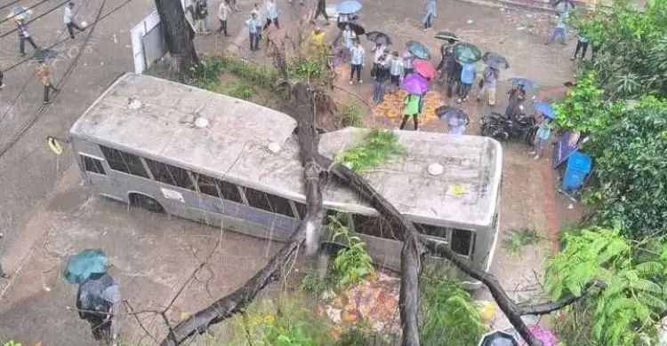 জবি ক্যাম্পাসে ভেঙে পড়লো গাছ, দুমড়েমুচড়ে গেলো বাস