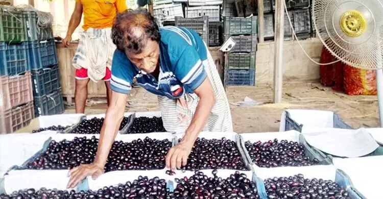 ঈশ্বরদীতে দিনে ২৫ লাখ টাকার জাম বেচাকেনা