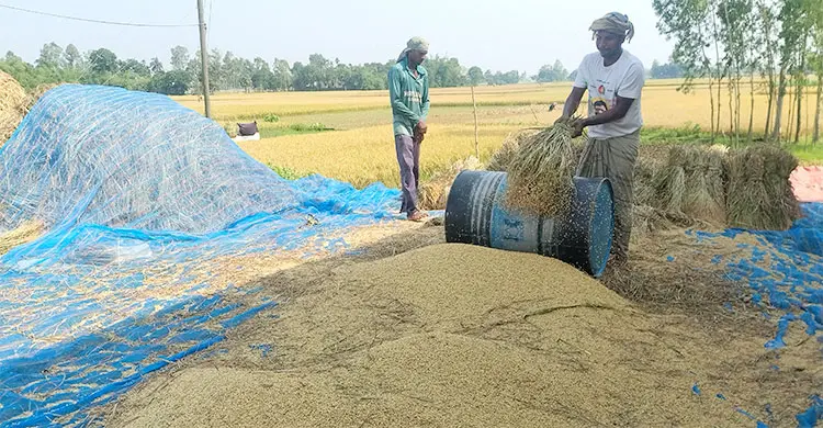 কামলার মজুরি ১২০০ টাকা, ধানের মণ ৮০০