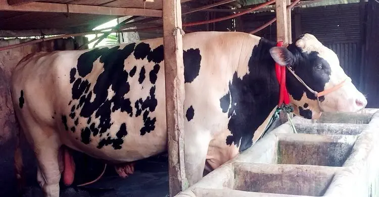 চার বছরে একদিনও গোয়ালঘর থেকে বের হয়নি জামালপুরের ‘জমিদার’