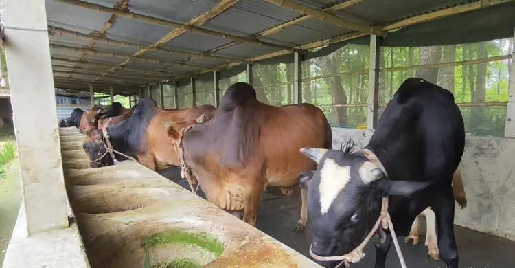 খামারিদের নতুন দিগন্ত অনলাইনে পশু বিক্রি