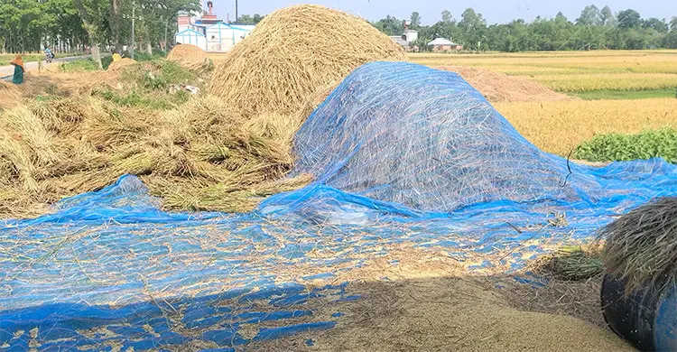 কামলার মজুরি ১২০০ টাকা, ধানের মণ ৮০০