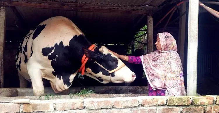তারকা বনে গেছে জামালপুরের ‘জমিদার’