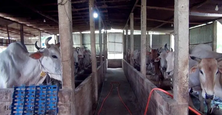 খামারিদের নতুন দিগন্ত অনলাইনে পশু বিক্রি