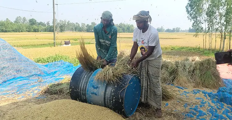 কামলার মজুরি ১২০০ টাকা, ধানের মণ ৮০০