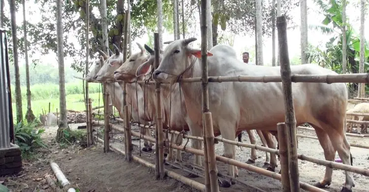খামারিদের নতুন দিগন্ত অনলাইনে পশু বিক্রি