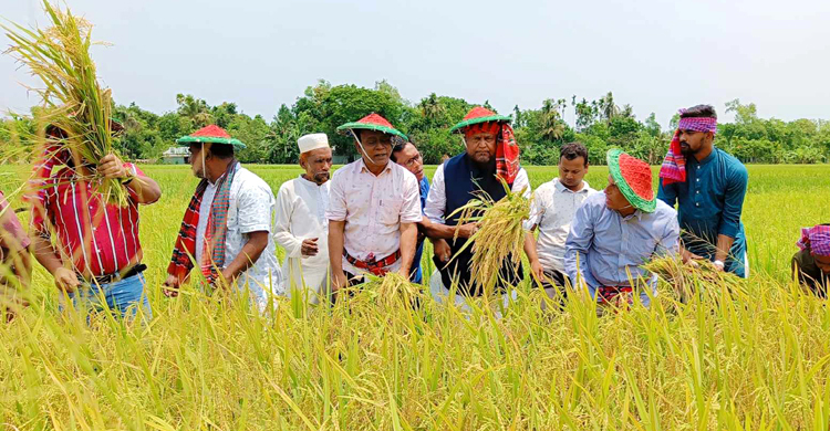 জামালপুরে অসহায় কৃষকের ধান কেটে দিলেন এমপি