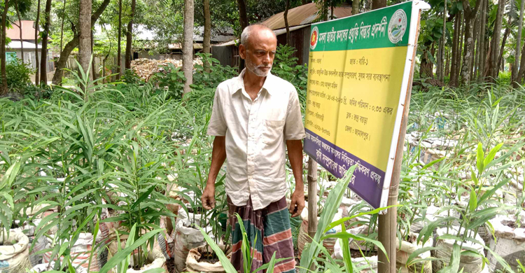 বস্তায় আদা চাষ, তাক লাগালেন আব্দুল মজিদ
