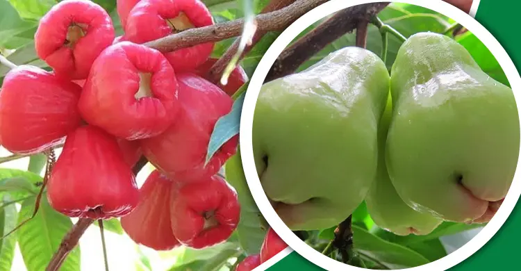 জামরুল খেলে শরীরে মিলবে যেসব উপকার