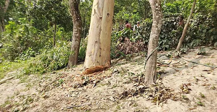 যমুনার বন্যানিয়ন্ত্রণ বাঁধের সরকারি গাছ কাটার অভিযোগ