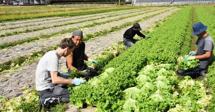 জাপানে জনশক্তি পাঠাতে যেসব গুরুত্বপূর্ণ সিদ্ধান্ত নিলো সরকার