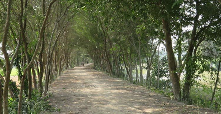 বন বিভাগের দুই সহস্রাধিক গাছ কাটার দরপত্র