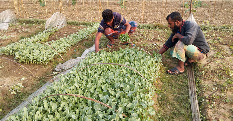 সবজি চারা গ্রামে মৌসুমে বিক্রি ১৫ কোটি