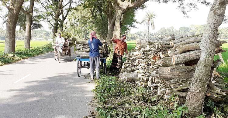 সারাদেশে গাছ কাটা বন্ধের নির্দেশনা চেয়ে রিট