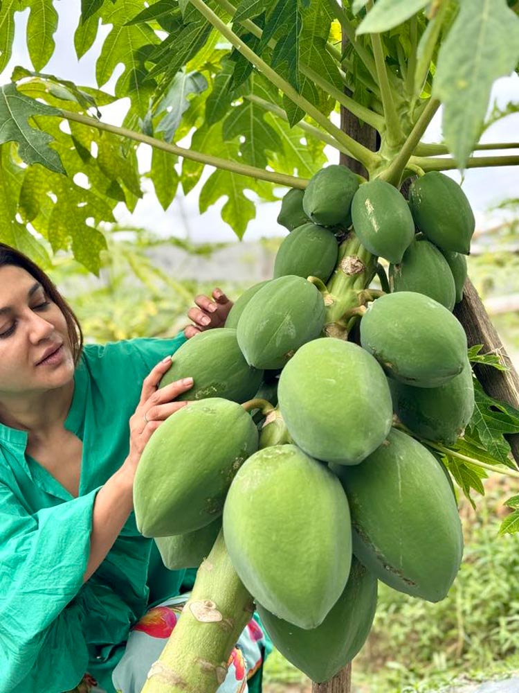 পেঁপের বাগানে জয়া, লিখলেন সুখের কথা