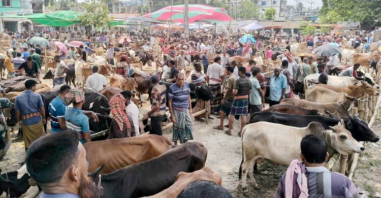 পশুর হাটে আবহাওয়া নিয়ে দুশ্চিন্তা