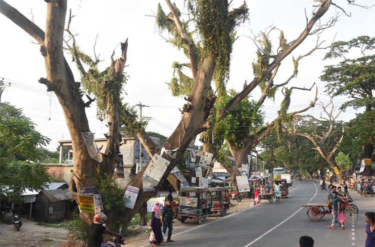 যশোর অঞ্চলের উষ্ণায়নে বৃক্ষনিধনসহ ৬ কারণ