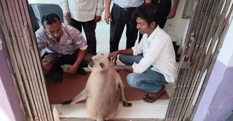 যশোরে চিকিৎসা নিতে হাসপাতালে হনুমান