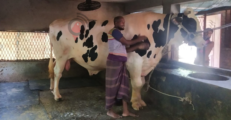 যশোরে কোরবানির জন্য প্রস্তুত ৩১ হাজার গরু, অর্ধলাখ ছাগল