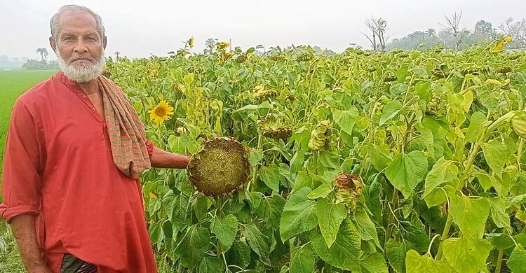 শার্শায় পতিত জমিতে সূর্যমুখীর বিপ্লব