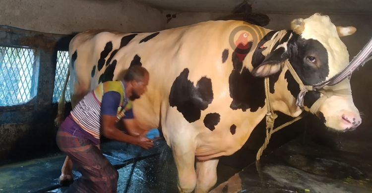 যশোরে কোরবানির জন্য প্রস্তুত ৩১ হাজার গরু, অর্ধলাখ ছাগল