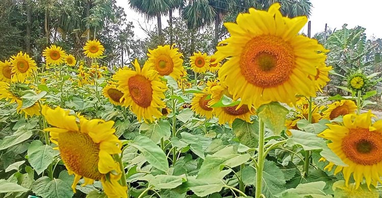 শার্শায় পতিত জমিতে সূর্যমুখীর বিপ্লব